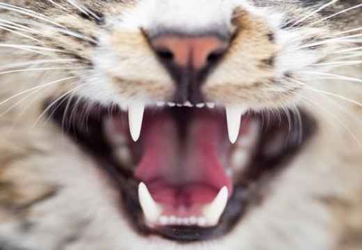 Picture for category Dental Diets